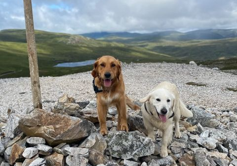 Dog Friendly Chairlift from facebook